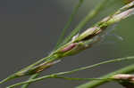 Giant cutgrass